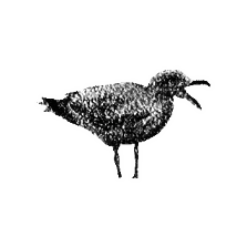 Bird Sticker
