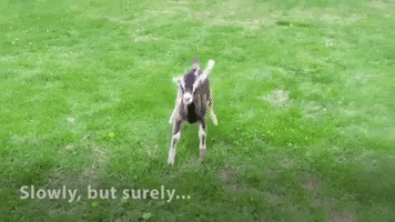 Vegan Walking GIF by Goats of Anarchy