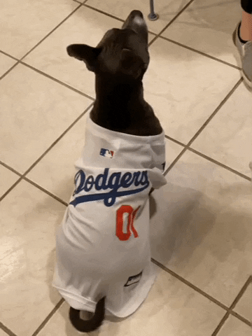 Dog GIF