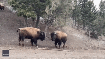 Bison Yellowstone GIF by Storyful