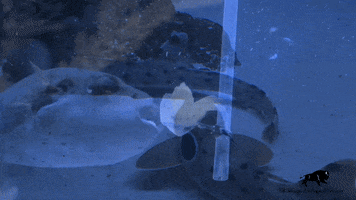 Hungry Weird Fish GIF by Brookfield Zoo