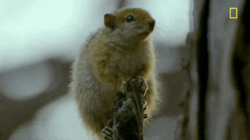 Nat Geo Savage Kingdom GIF by National Geographic Channel