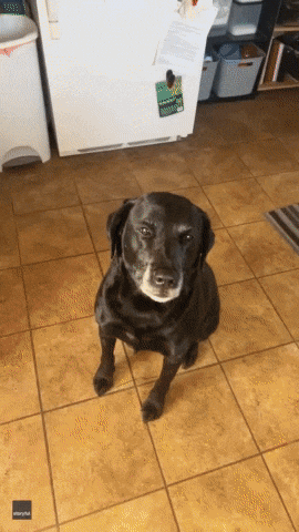 Dog Dissapointed GIF by Storyful