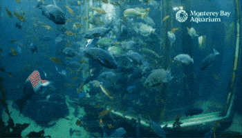 Hungry Feed The Fish GIF by Monterey Bay Aquarium