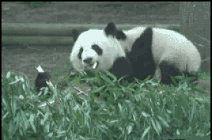 panda llave GIF