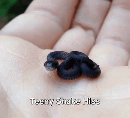 Snake-hiss GIFs - Get the best GIF on GIPHY