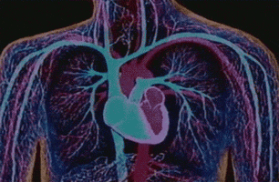 Heart Heartbeat GIF