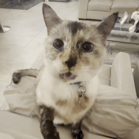 Cat Paw GIF