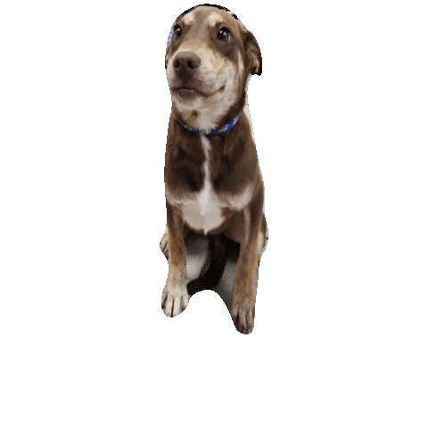 The Sato Project Sticker