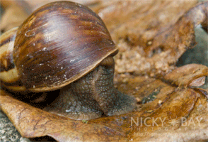 snail GIF