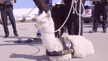 April Fools Police GIF by Storyful