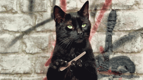 black cat GIF - black cat GIF