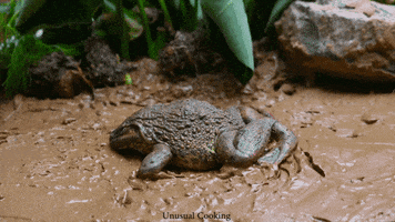 Magic Frog GIF by UnusualCooking