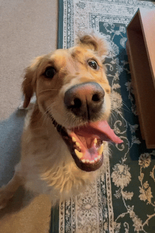 Dog Goose GIF