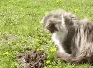 Whack A Mole GIF - Find & Share on GIPHY
