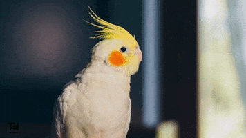 Video Bird GIF by TheFactory.video