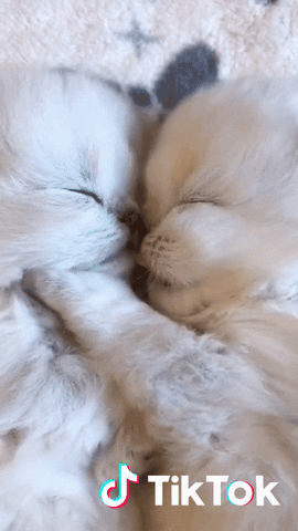 Cat Lovingyou GIF by TikTok France