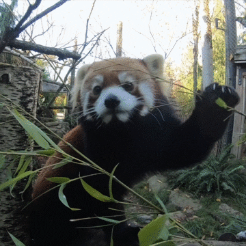 Red Panda Hello GIF by Oregon Zoo