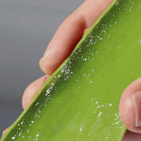 200.gif?cid=fc005b08ec7eb3389c3910a0fc80ee563fa7b98937da0e4f&rid=200.gif&ct=g