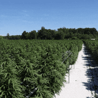 Plant Grow GIF by Exclusive Brands