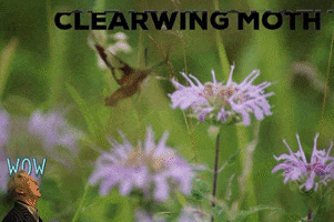 200.gif?cid=fc005b08b3a8befd6dff39b31f13f053cbc6db76aa14c324&rid=200.gif&ct=g