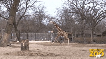 What Are You Doing Here Giraffe GIF by Brookfield Zoo