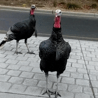 Wild Turkey Thanksgiving GIF by UC Davis