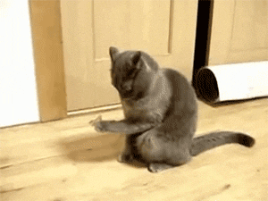 confused cat GIF