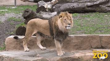 The Lion King GIF by Brookfield Zoo