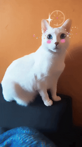 Blue Eyes Cat GIF by Kimmy Ramone