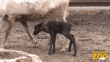 Christmas Baby GIF by Brookfield Zoo