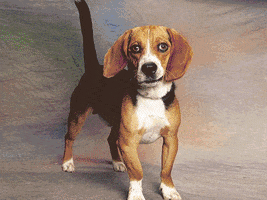 Video gif. We see a still image of a beagle as pixelated "deal with it" sunglasses drop onto its eyes. As soon as they do, the image flashes different colors and the text "It's Friday" appears in rapidly-changing fonts.