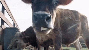 Vegan Cow GIF by Mercy For Animals