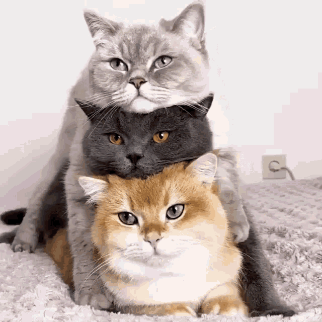 Video gif. Three cats piled on top of each other, orange, black, and gray from bottom to top. Their heads are in a perfect vertical line and squished together. They all look calm and sweet as they look around with curiosity at their surroundings, the one on top drifting off to sleep. 