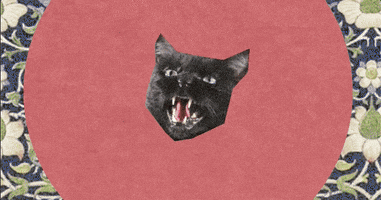 Cat Tiger GIF by Temple Caché