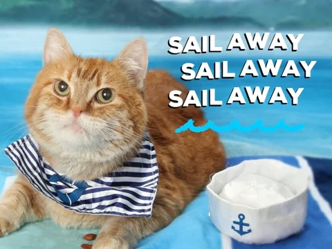 Adopt Sail Away GIF by Nebraska Humane Society