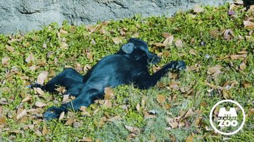 Tired Sunny Day GIF by Memphis Zoo