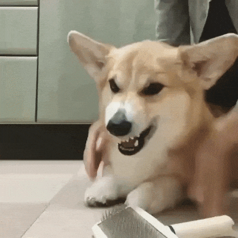 Angry Dog GIF by JustViral.Net - Find & Share on GIPHY