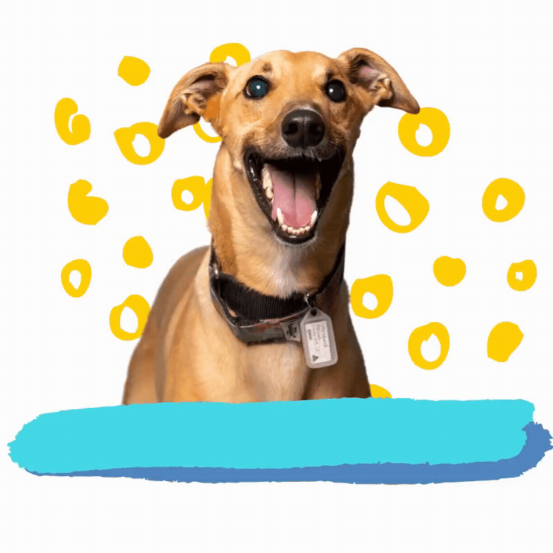 Dog What GIF by Greyhound Rescue Find & Share on GIPHY