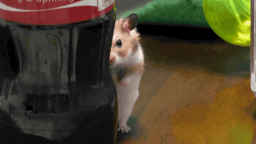 giphy.gif