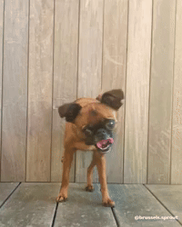 Zesty Dog Pittbull Twerking GIF - Zesty Dog Pittbull Twerking Dog Twerking  - Discover & Share GIFs