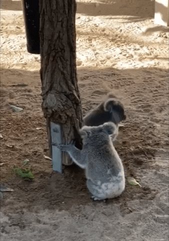 Koala Bear Wrestling GIF by Storyful