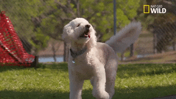 200.gif?cid=fc005b08950eb99ec593aea7894242ef31b5b41949ab9a70&rid=200.gif&ct=g