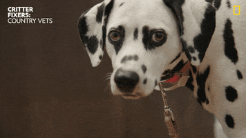 National Geographic Dogs GIF by Nat Geo Wild