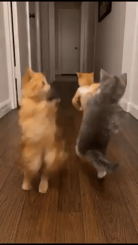 Happy GIF