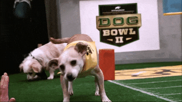 dog GIF by Puppy Bowl