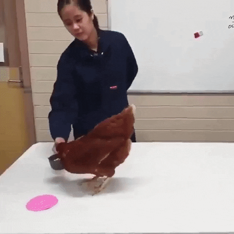 Chicken GIF