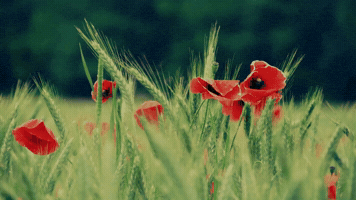 United States Veteran GIF