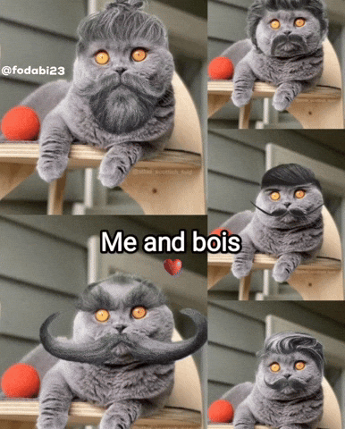 K9Mesi GIF