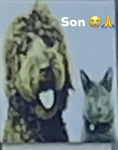 Cat Dog GIF